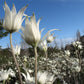 HYDRATE | Flannel Flower Serum
