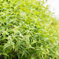 SOOTHE | Native Rivermint Serum