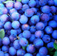 REVIVE | Davidson Plum Serum
