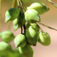 VITAMIN C | Kakadu Plum Serum